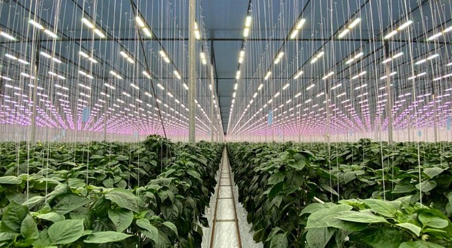 Exploration on To Shine More Light on Optimized Greenhouse Growing ...