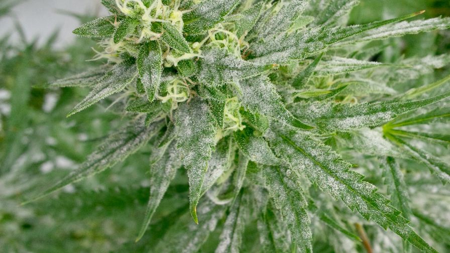 Why Cannabis Buds Form White Tips