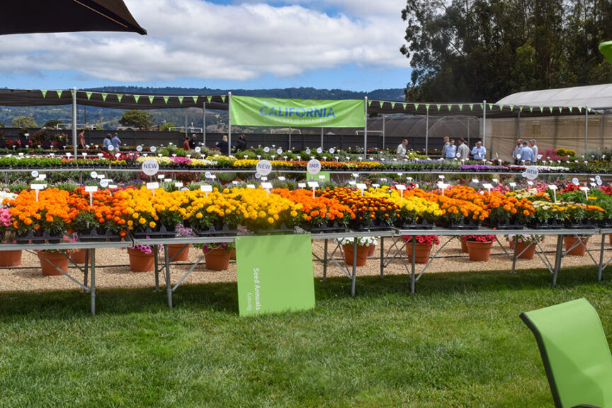 Present And Future Thoughts On California Plant Trials From Allan Armitage Greenhouse Grower