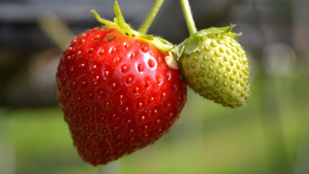 Boost Your Cash Flow With Indoor Berries - Greenhouse Grower