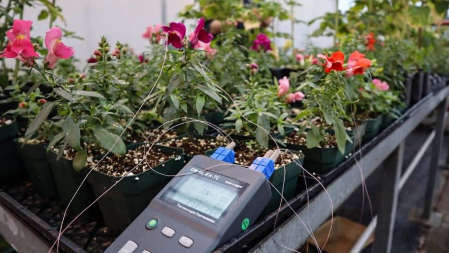 How Internal Plant Temperature Can Affect Growth - Greenhouse Grower