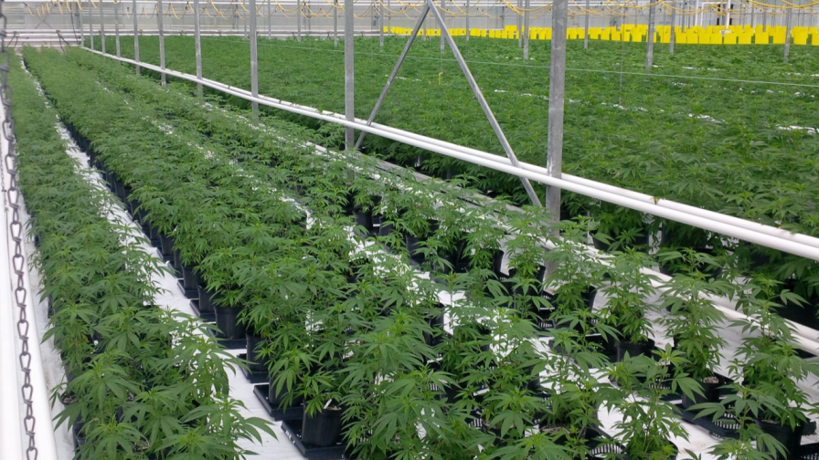 Best Growing and Cultivation Scales for Cannabis Manufacturing