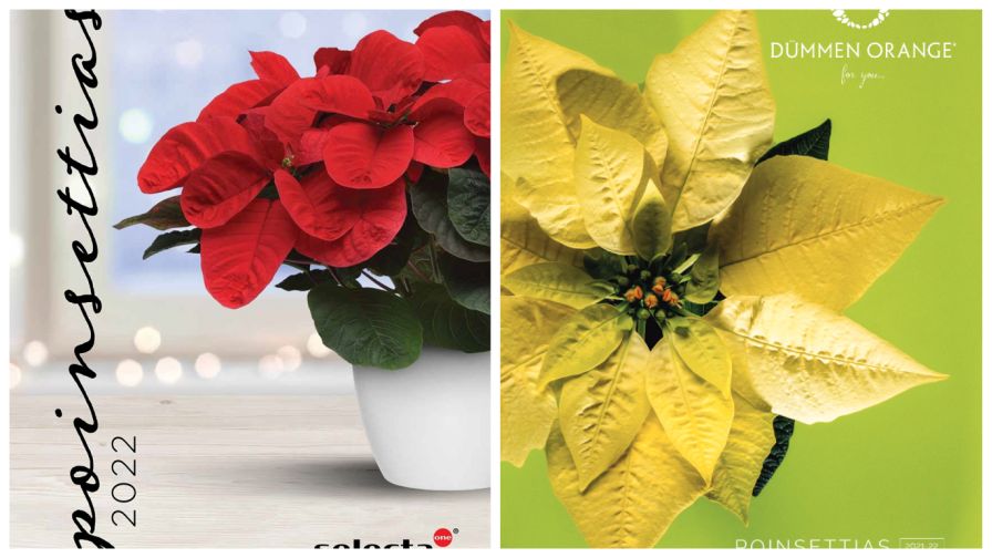 New Poinsettia Resources To Help You Plan For The 2022 Holiday Season - Greenhouse Grower