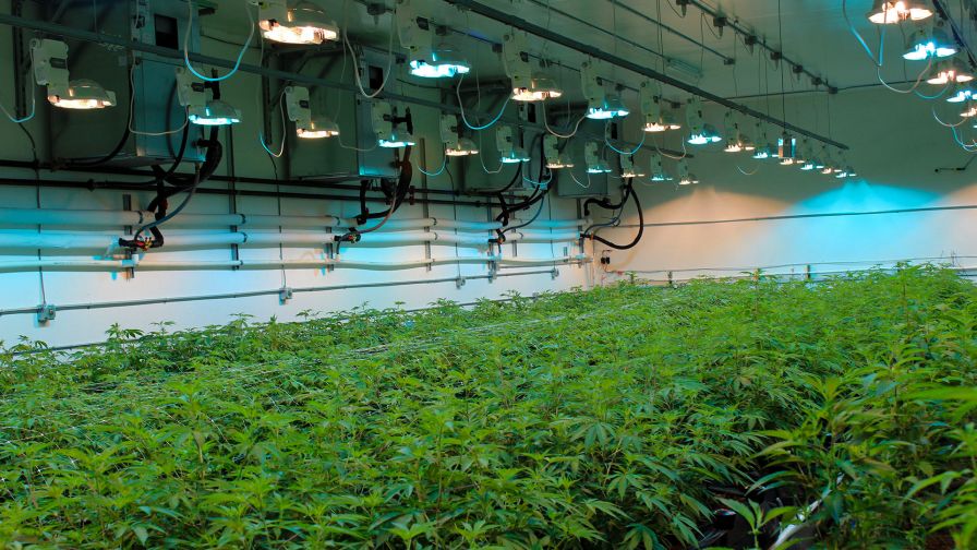 Ten Frequently Asked Questions About Growing Cannabis