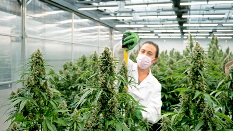 large marijuana plant seeds