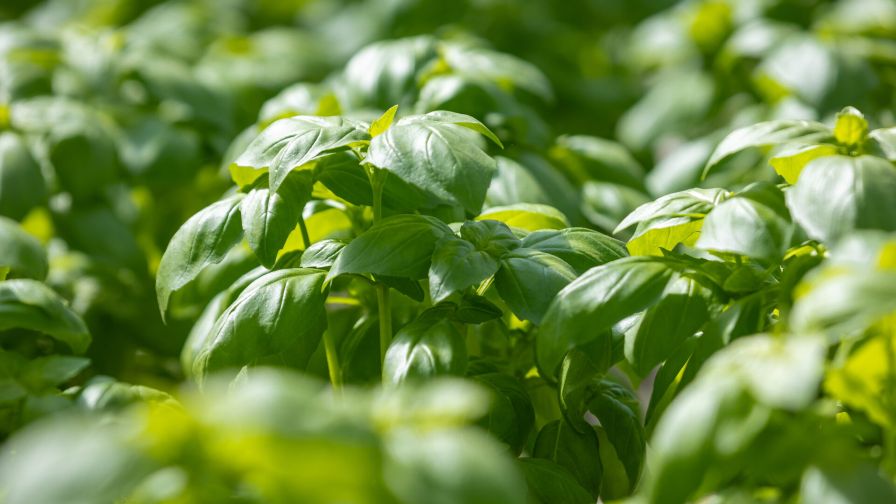 Soli Organic Introduces New Greenhouse Grown Organic Basil