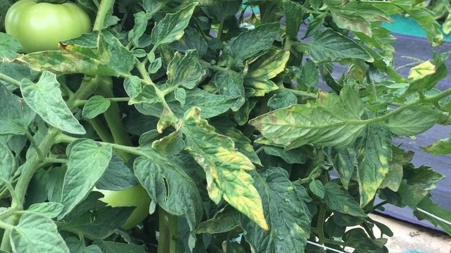 Watch For Leaf Mold In Greenhouse Tomato Production Greenhouse Grower   Leaf Mold In Tomatoes Rutgers University 