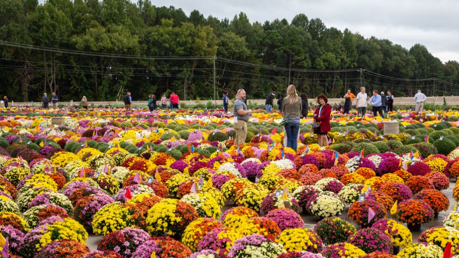 Metrolina Hosting Mum Trials Open House In October Greenhouse Grower