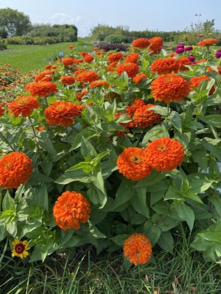 University of Wisconsin Trial Gardens Welcome Plants, People, and ...