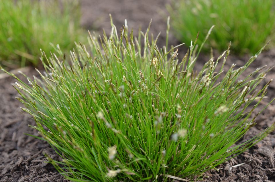 Carex Pensylvanica Flower