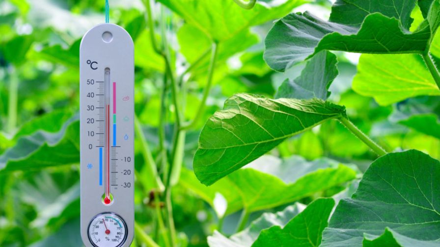 https://www.greenhousegrower.com/wp-content/uploads/2023/01/Mercury-Thermometer-at-Vegetable-Greenhouse.jpg