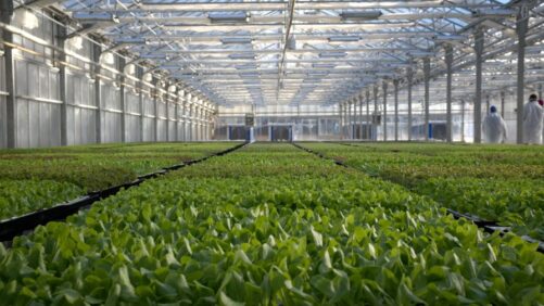 Gotham Greens Raises $310 Million in Fresh Funding