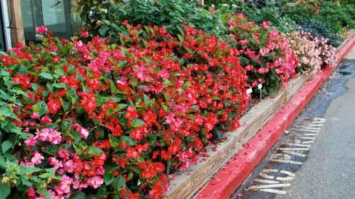 begonia Archives - Greenhouse Grower