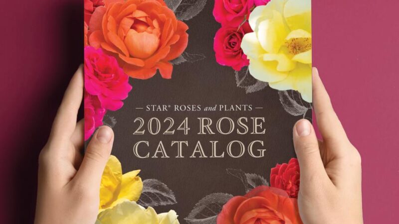 Star Roses And Plants Reveals Its 2024 Rose Catalog Greenhouse Grower   2024 Star Roses And Plants Rose Catalog Featured 800x450 