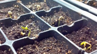 10 Steps to Growing Sensational Cannabis Seedlings - Greenhouse Grower