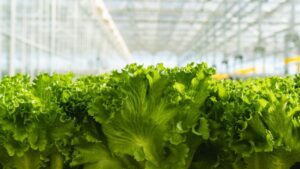 Gotham Greens opens high-tech greenhouse in Monroe, Ga.