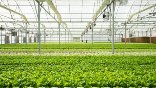 Gotham Greens opens second greenhouse in rapidly redeveloping