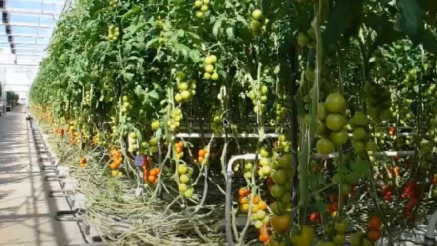 Managing Key Nutrients In Greenhouse Tomato Production - Greenhouse Grower