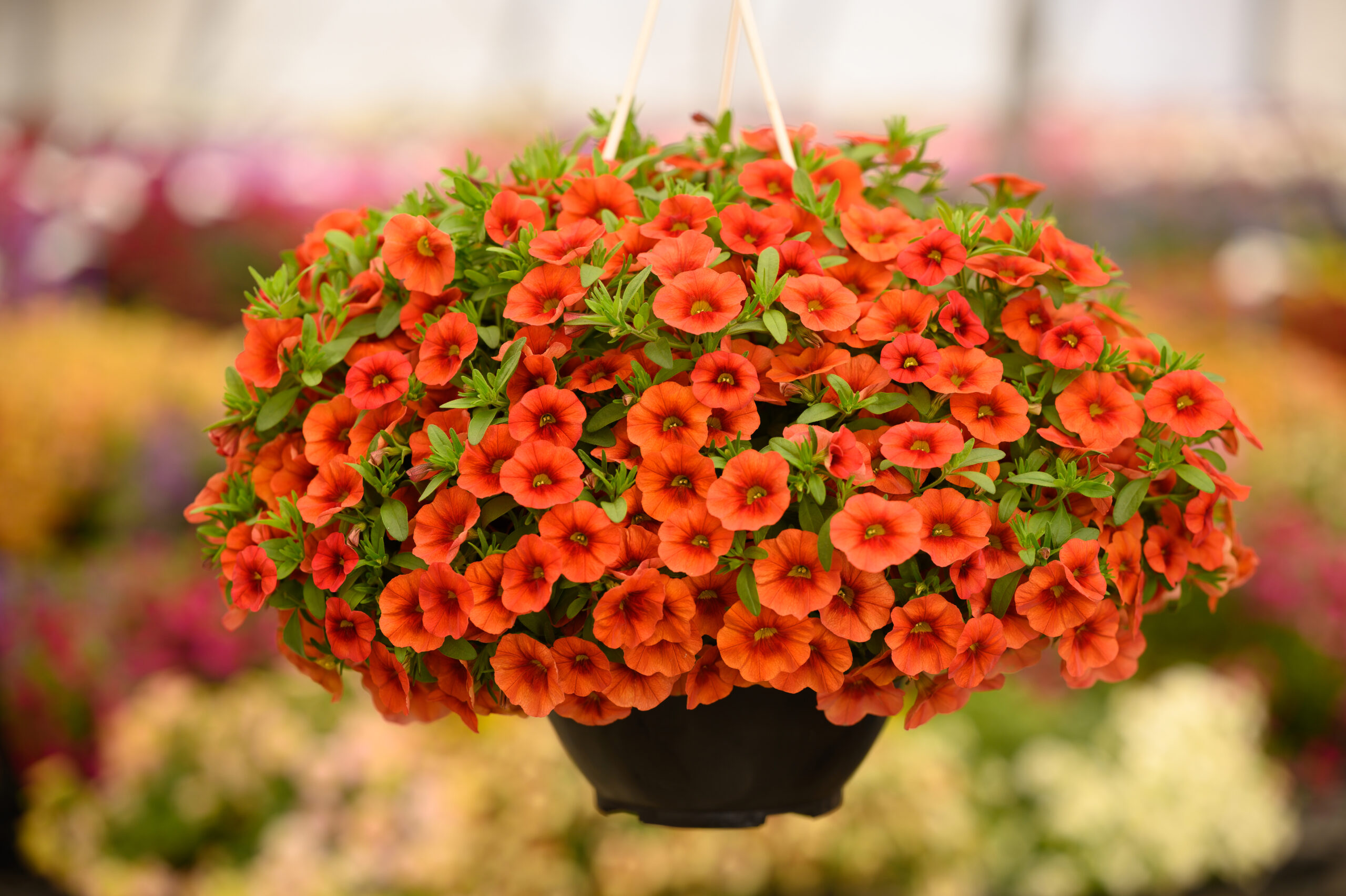 Danziger New 2024 Calibrachoa COLIBRI™ TANGERINE - Greenhouse Grower