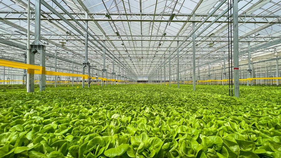 A look inside Gotham Greens's new high-tech indoor farming