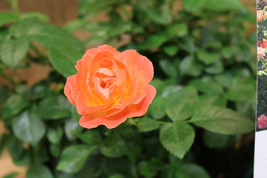 Rosa %E2%80%98Knock Out Orange Glow from Star Roses and Plants