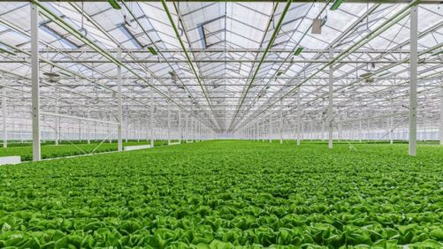 Gotham Greens Accelerates Growth with West Coast Expansion