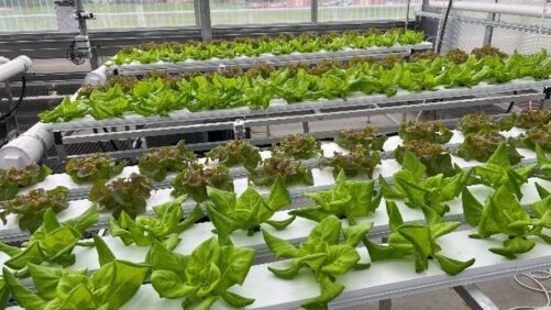 Why Peat Harvest Is Heavily Dependent on Weather - Greenhouse Grower