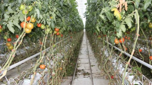 Quality Automation And Other Trends Driving Fresh Produce Into 2024   Mucci Farms June 2023 501x282 