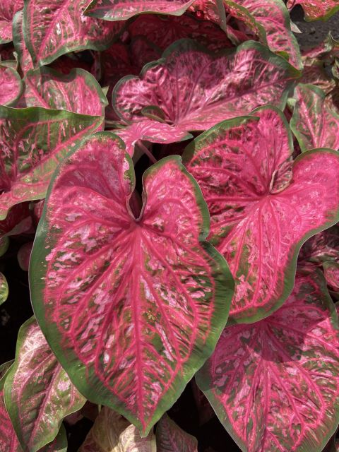 University of Florida Releases Three New Caladium Cultivars ...