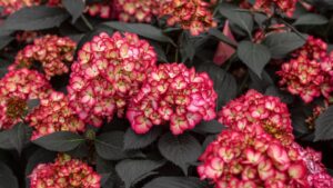 Growing Tips From Pleasant View Gardens for Hypoestes 'Hippo Red' -  Greenhouse Grower