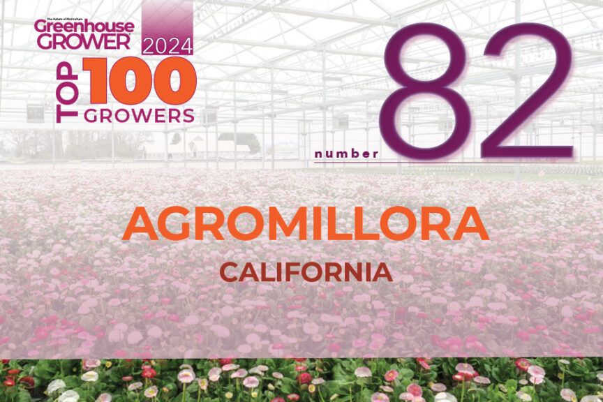 #82: Agromillora