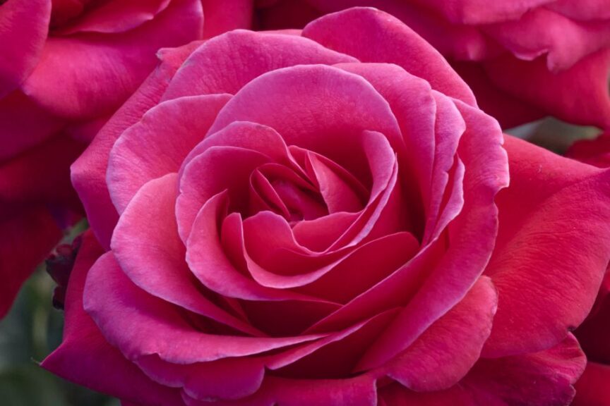 Eau De Parfum Bling Rose Rosa Noa Monrovia