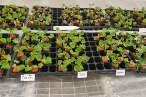 Rooting trials at the farm Suntory Flowers