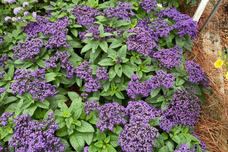 Heliotropium Aromagica Purple Proven Winners