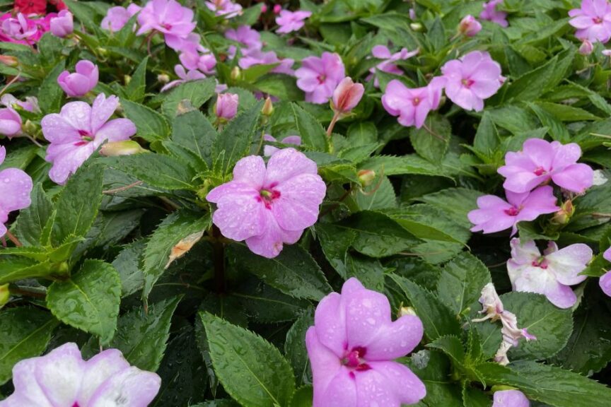 Interspecific Impatiens SolarscapeXL Lilac Spark PanAmerican Seed
