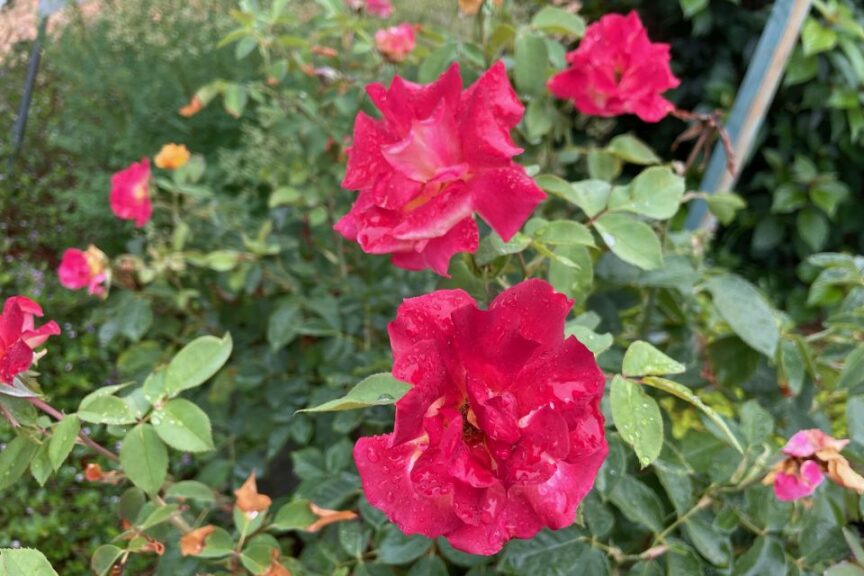 Rosa Sunset Horizon Star Roses and Plants