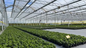4 New Innovations in Greenhouse Structure Technology