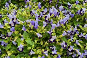 Torenia Hi Lite Blue Beacon Imp Syngenta Flowers