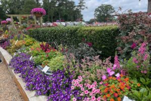 Youngs Plant Farm Marketing Manager Beverly Ogburn says the trial gardden includes mixed beds to showcase how a home gardener could combine varieties to create a beautiful landscape