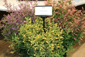 Agastache mexicana ‘Summerlong Lilac’, ‘Lemon’, and ‘Coral’ (Darwin Perennials)