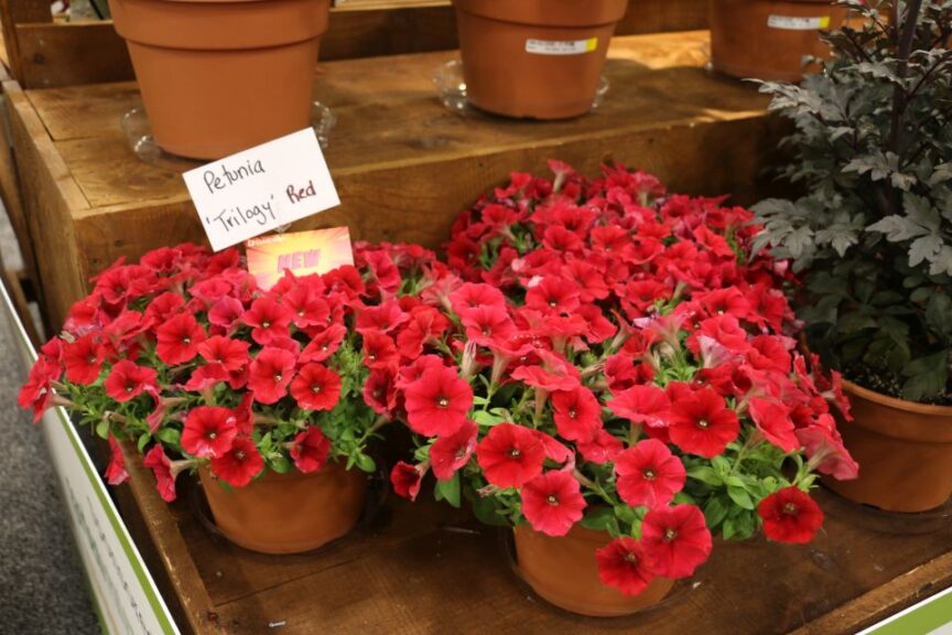 American Takii Petunia Trilogy Red