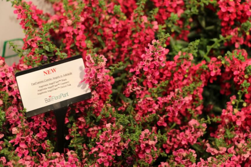 Angelonia ‘AngelMist’, ‘AngelFlare Cranberry’, and ‘AngelFlare Black’ (Ball FloraPlant)