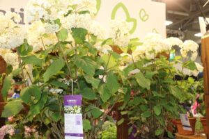 Bailey Nurseries Flowerfull Smooth Hydrangea Hydrangea arborescens