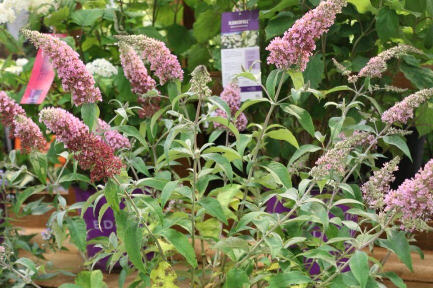 Bailey Nurseries Trippy Pink Butterfly Bush