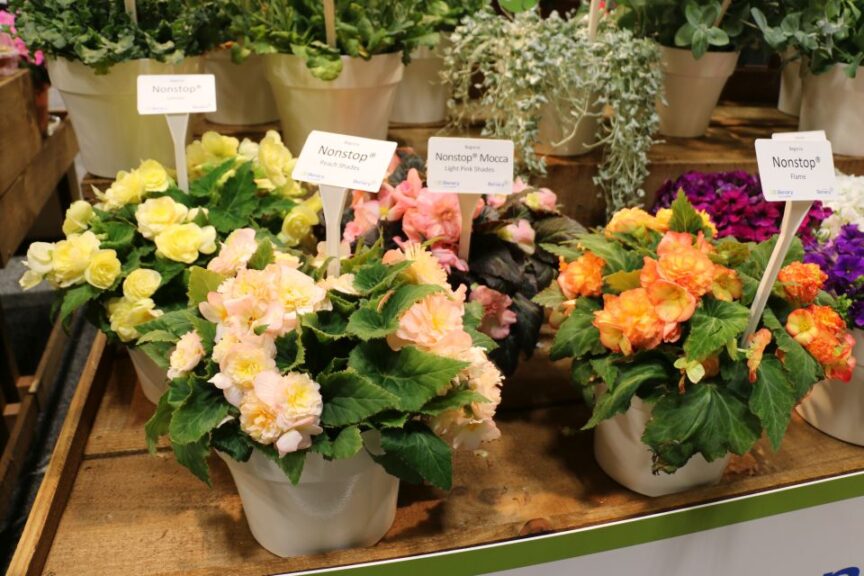 Benary Begonia Nonstop series