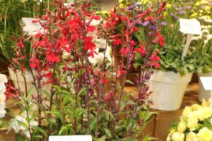 Benary Lobelia Fan Scarlet IMP