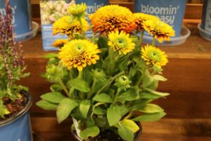 Bloomin Easy Solar Sisters Rudbeckia