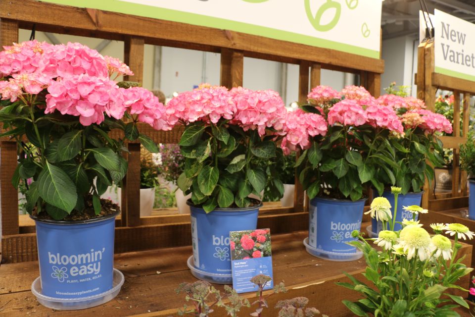 Bloomin Easy Soul Mate Hydrangea pan