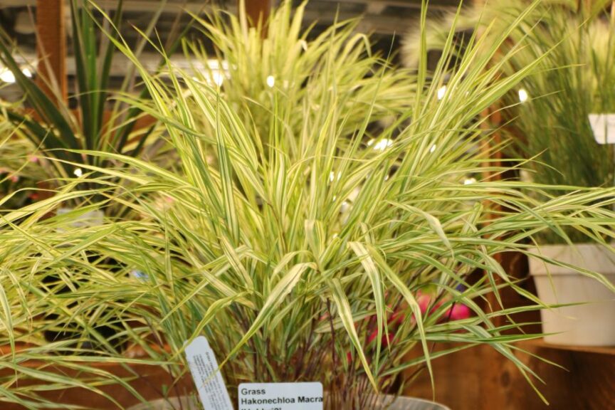 Briggs Nursery Grass Hakoenchloa Macra Lime Zest