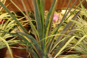 Briggs Nursery Yucca desmentiana Magenta Magic